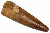 Fossil Spinosaurus Tooth - Real Dinosaur Tooth #353049-1